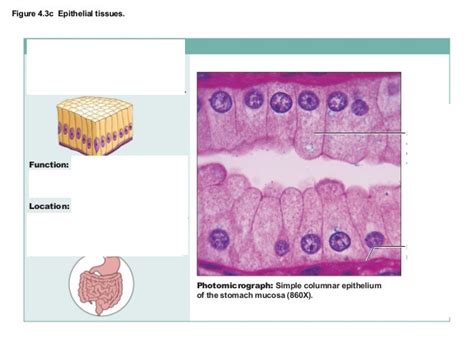 Simple columnar epithelium quizlet - Study with Quizlet and memorize flashcards containing terms like single layer of cells of different heights. Nuclei seen at different levels, cilia, goblet cells, Secrete, trachea and more. ... Simple Columnar Epithelium (ciliated) 12 terms. maddierob111. Preview. Stratified Squamous Epithelium. 51 terms. Marianne_Vazquez5. Preview ...
